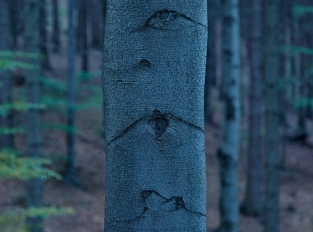 Stromy mají oči