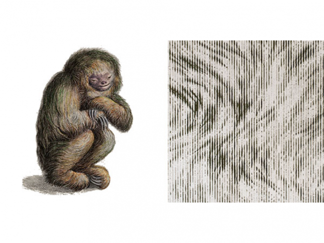 Extinct Animals - Blushing Sloth 